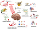 Near Infrared Led Light Helmet Parkinson'S Stroke Dementia Nervous System Regulation
